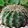 Lobivia _aurea _GC392a.01_ (Echinopsis aurea) _01